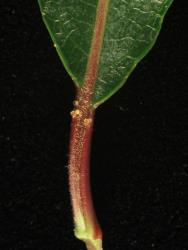 Salix triandra. Leaf petiole with glands.
 Image: D. Glenny © Landcare Research 2020 CC BY 4.0